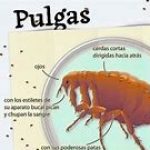 Illustration du profil de La Pulga
